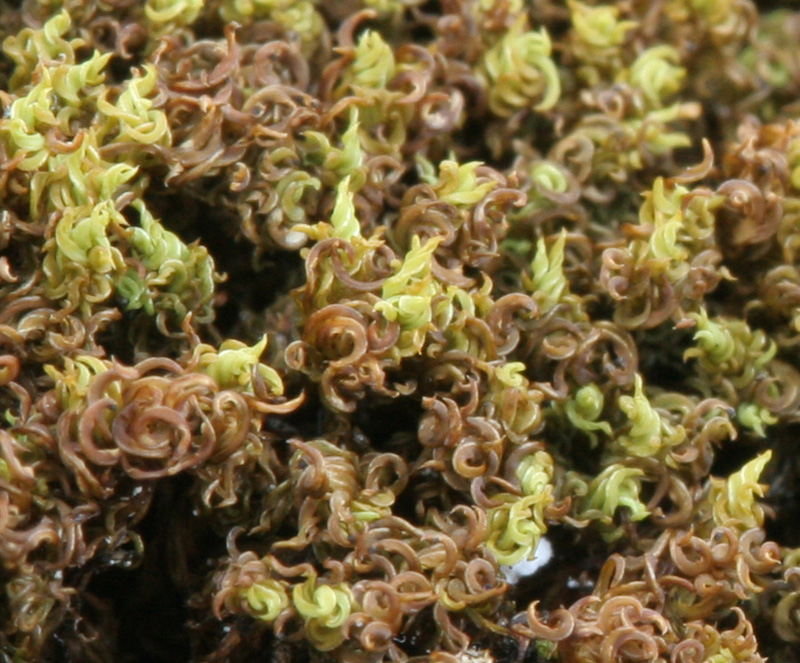 Tortella inclinata